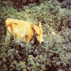 [Cow in Marijuana Field]