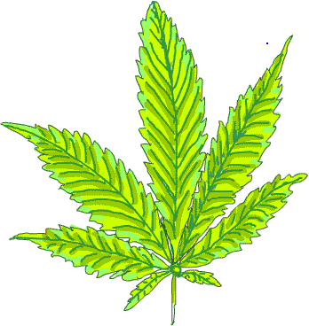 marijuana leaf